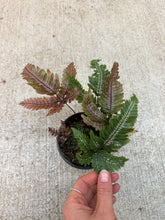 Load image into Gallery viewer, Pteris aspericaulis 'Tricolor' 4" - Candy Stripe Brake Fern
