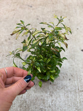 Load image into Gallery viewer, Alternanthera ficoidea 'Krinkle Red' 4"