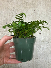 Load image into Gallery viewer, Asplenium 'Parvati' 4" - Mother Fern
