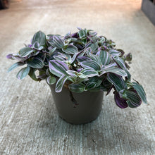 Load image into Gallery viewer, Tradescantia Feeling Flirty 12CM - Inch Plant