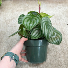 Load image into Gallery viewer, Peperomia Watermelon 6&quot;