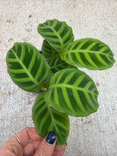 Load image into Gallery viewer, Calathea 'Zebrina' 4"
