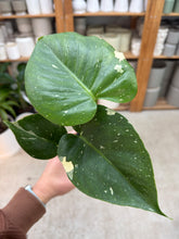Load image into Gallery viewer, Monstera Thai Constellation 4"