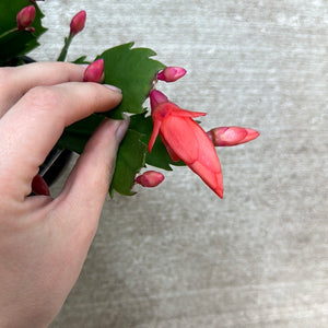 Zygo schlumbergera truncata 4" - Thanksgiving Cactus