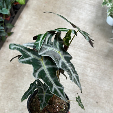 Alocasia sanderiana nobilis 6