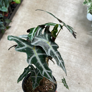 Alocasia sanderiana nobilis 6"