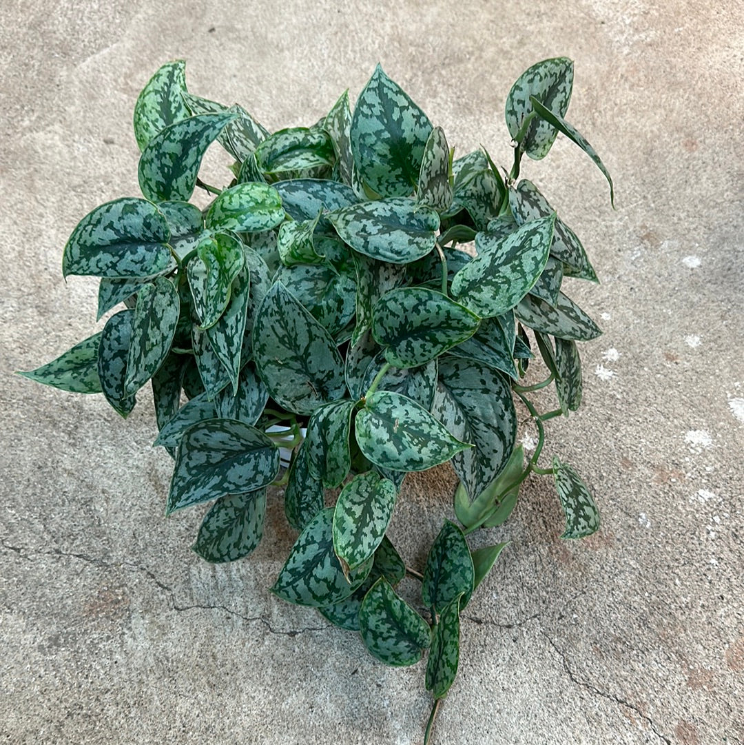 silver lady plant pothos Scindapsus Silver Lady 8" HB