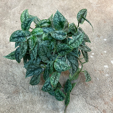 Scindapsus Silver Lady 8