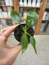 Load image into Gallery viewer, Philodendron spiritus sancti 2"