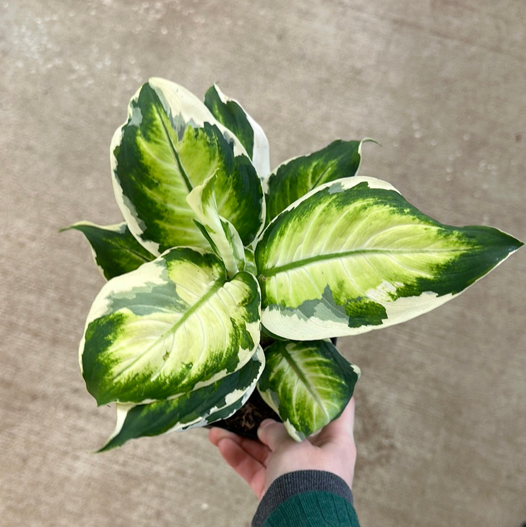 dieffenbachia maculata Dieffenbachia maculata 'Cool Beauty' 6"