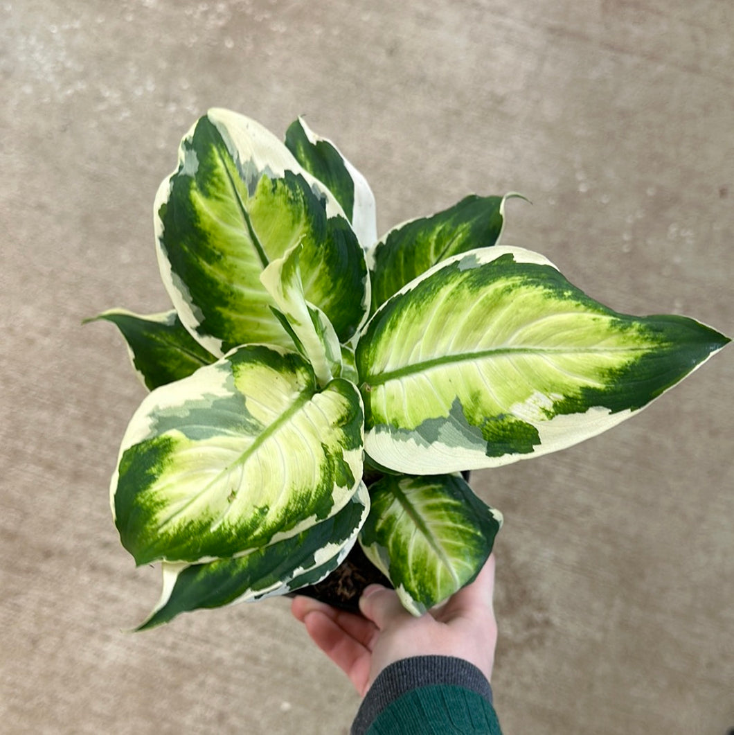 dieffenbachia maculata description Dieffenbachia maculata 'Cool Beauty' 6"