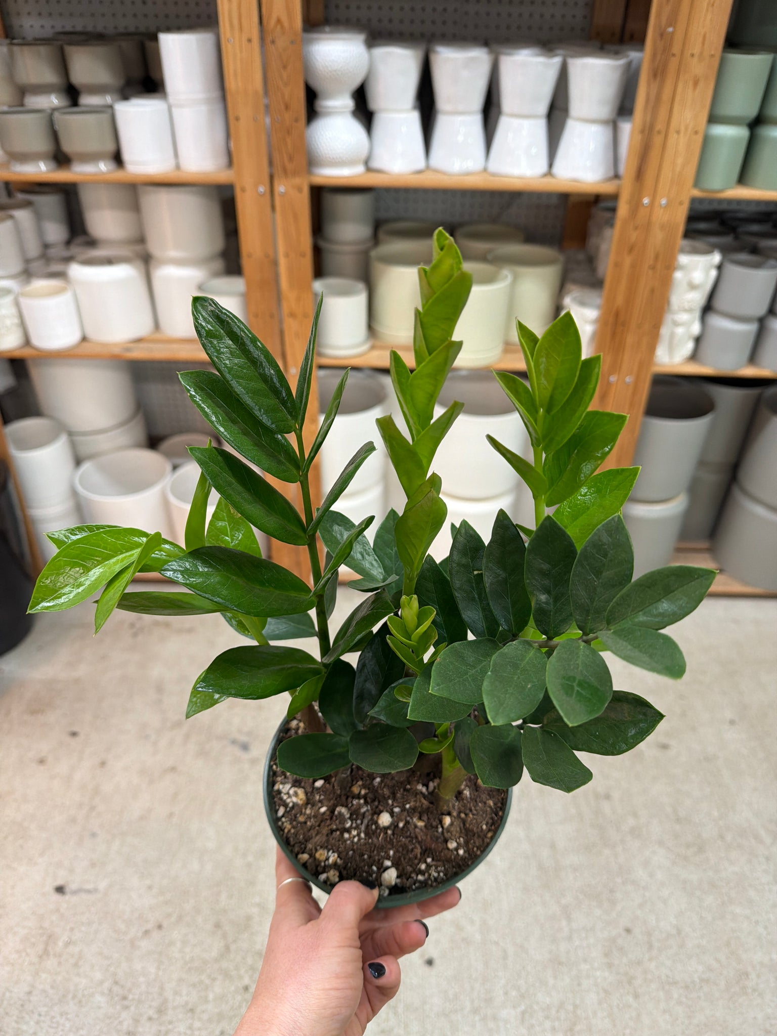 6 zz plant Zamioculcas Zamiifolia 6"