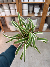 Load image into Gallery viewer, Cryptanthus Peach 4" - Earth Star