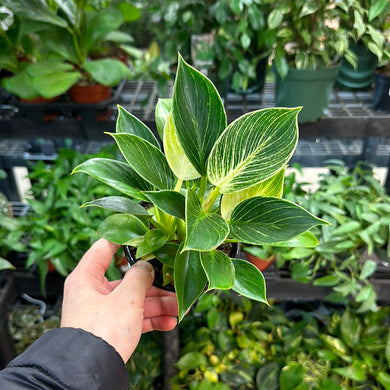 Philodendron Birkin 4