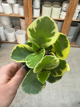 Load image into Gallery viewer, Peperomia Obtusifolia 4"