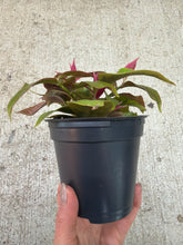 Load image into Gallery viewer, Pereskia acu. 'Godseffiana' 4" - Lemon Vine