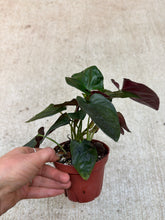 Load image into Gallery viewer, Syngonium Erythophyllum 4" - Red Arrow