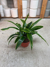 Load image into Gallery viewer, Dracaena Limon 8"