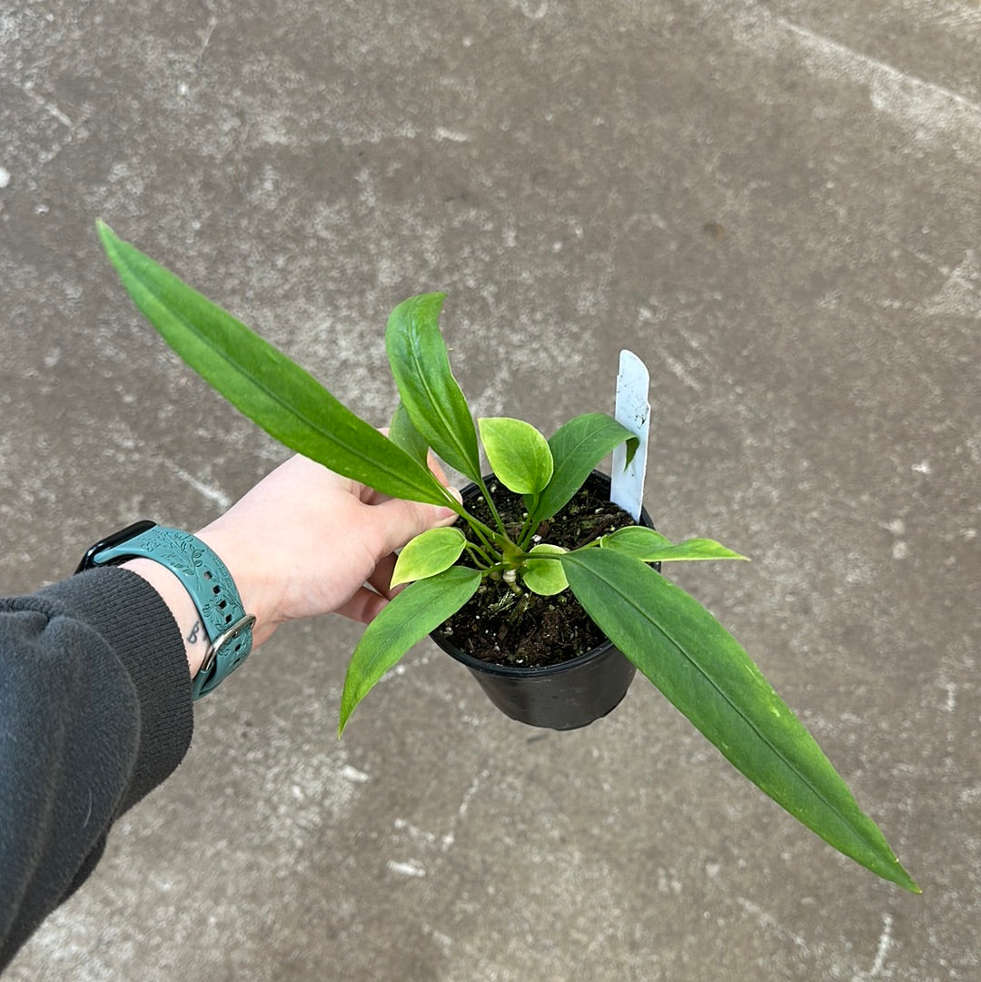 anthurium vittarifolium for sale Anthurium vittarifolium variegata 2" – Kent East Hill Nursery