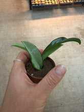 Load image into Gallery viewer, Hoya Silver Moon 2&quot; - Wax Plant