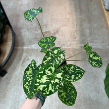 Load image into Gallery viewer, Caladium praetermissum 4&quot; - Alocasia Hilo Beauty