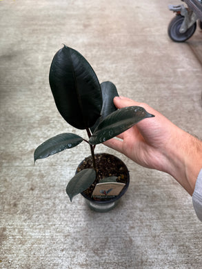 Ficus Decora Burgundy 4
