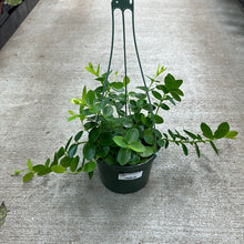 Load image into Gallery viewer, Hoya cumingiana HB 6&quot;