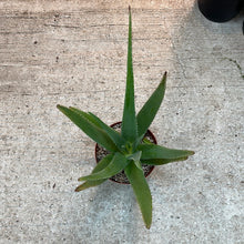 Load image into Gallery viewer, Aloe Vera 8&quot;