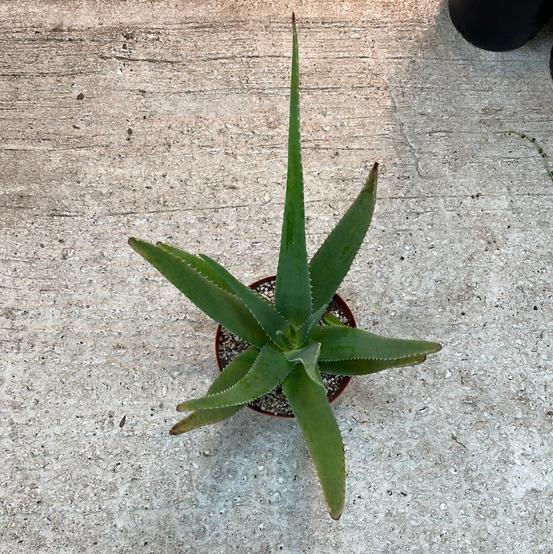 8 panda aloe vera Aloe Vera 8