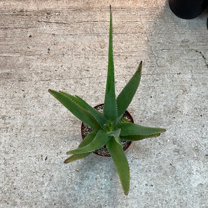 Aloe Vera 8"