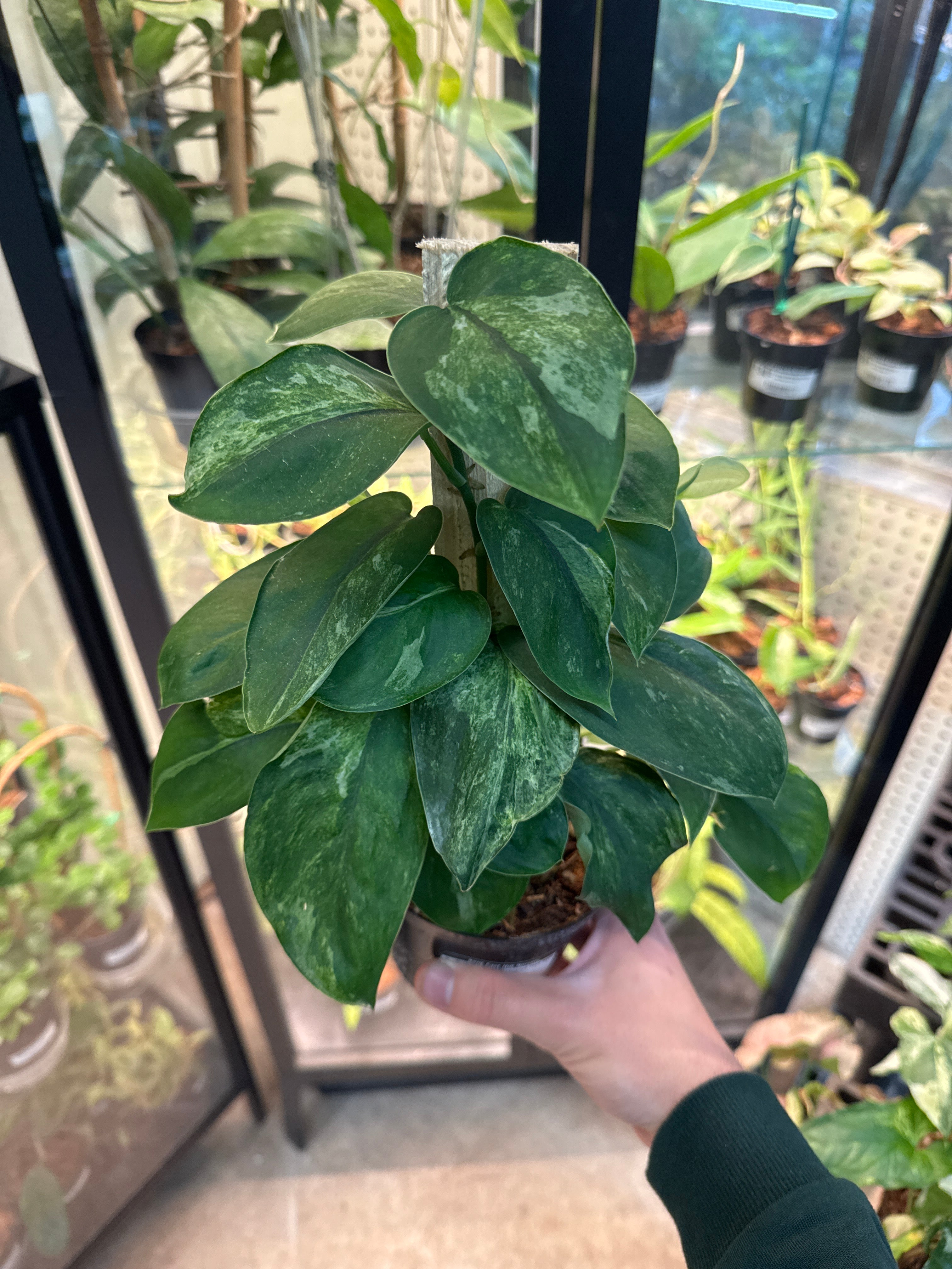 satin jade plant Scindapsus Jade Satin Mint 4"