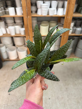 Load image into Gallery viewer, Scilla violacea Ledebouria Socisllis 4" - Leopard Lily