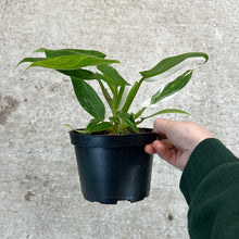 Load image into Gallery viewer, Philodendron White Princess 6&quot;