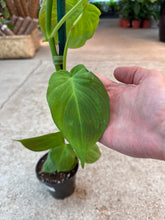 Load image into Gallery viewer, Philodendron camposportoanum 4&quot;