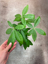 Load image into Gallery viewer, Pachira aquatica 6&quot; - Money Tree Braid