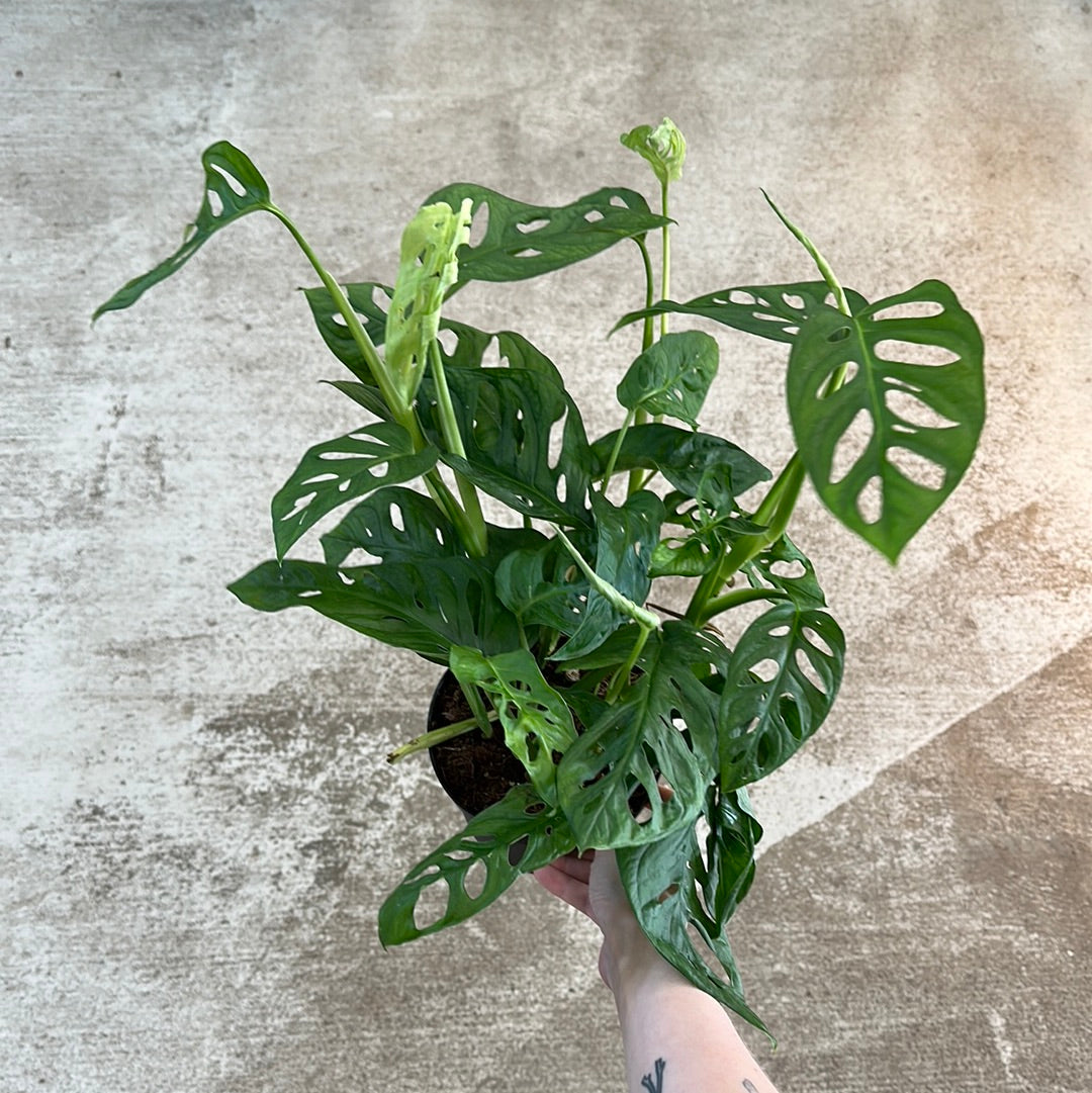 Monstera Adansonii 6"  Kent East Hill Nursery