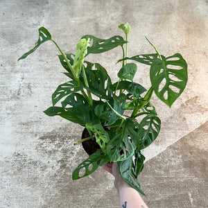 types of monstera adansonii Monstera Adansonii 6"