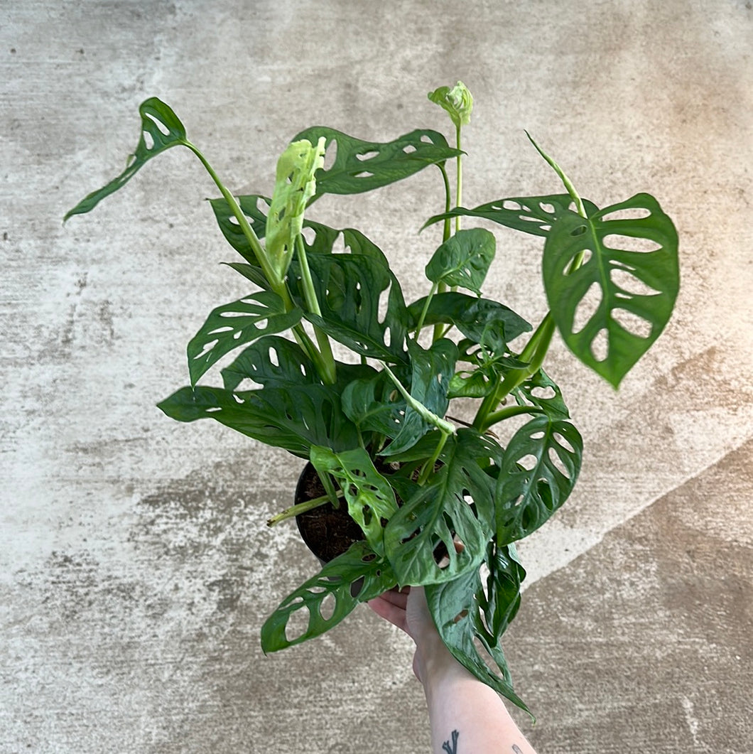 monstera adansonii 6 inch Monstera Adansonii 6" – Kent East Hill Nursery
