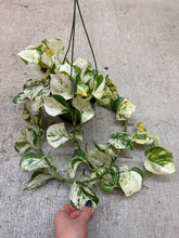 Load image into Gallery viewer, Epipremnum aur. 'Manjula' 6" HB - Pothos