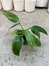 Load image into Gallery viewer, Philodendron Jose Buono 4"