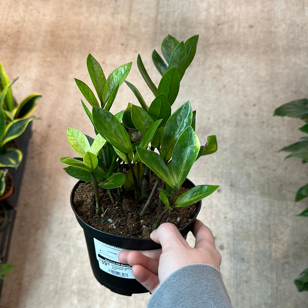 cameleon zz plant Zamioculcas zamiifolia 'Chameleon' 6"