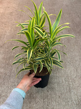 Load image into Gallery viewer, Dracaena reflexa 6&quot; - Song of India