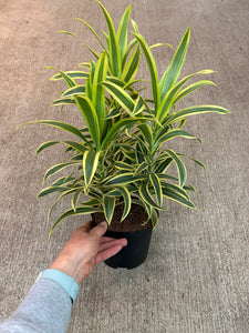 Dracaena reflexa 6" - Song of India