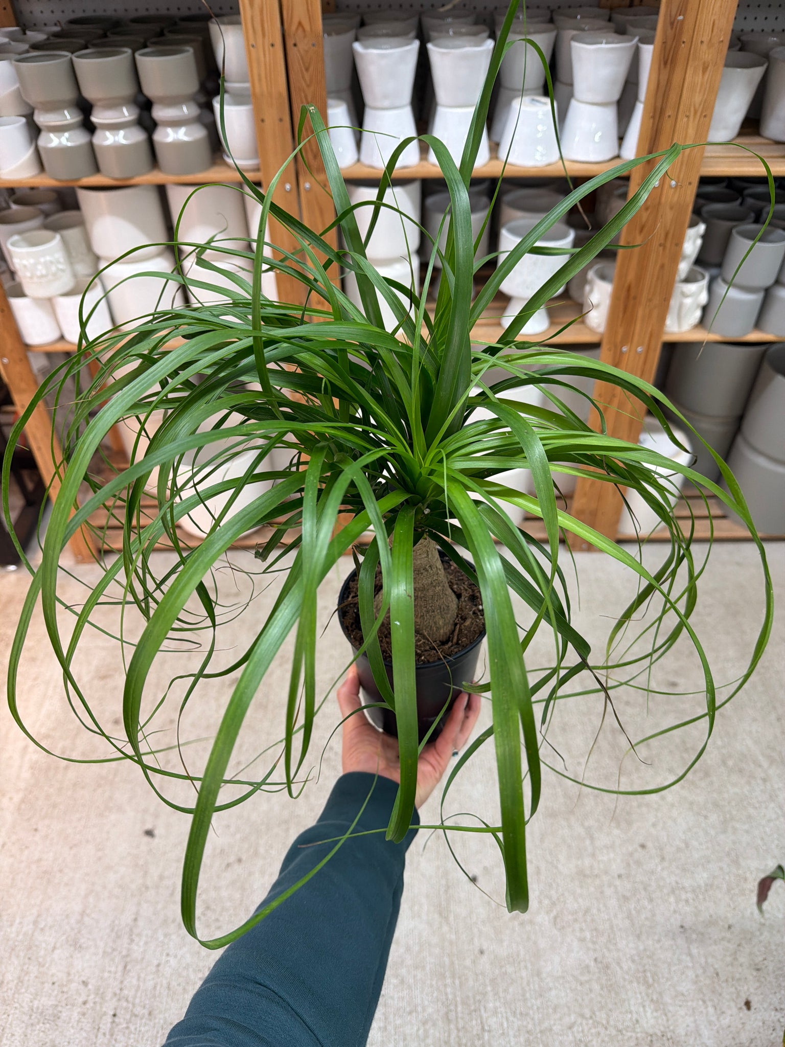 6 ponytail palm Beaucarnia sp. 6"