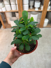 Load image into Gallery viewer, Euphorbia milii 6" - Crown of Thorns