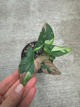 Load image into Gallery viewer, Syngonium Tricolor 4"