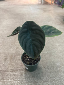 Alocasia cuprea 'Red Secret' 4"