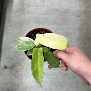 Philodendron Florida Ghost 4"