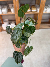 Load image into Gallery viewer, Philodendron Branditianum 4"