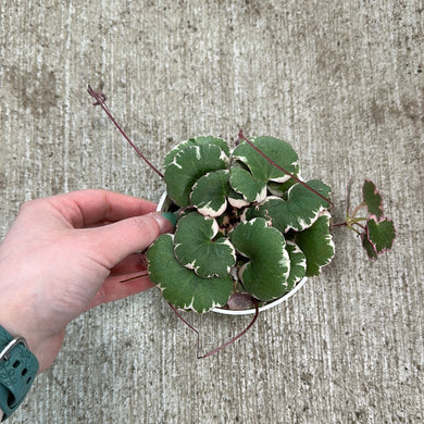 Saxifraga s. Tricolor 4